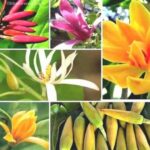 Kembang Kantil Merah