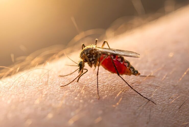 Kasus DBD Di Kota Pasuruan Melonjak 134%, Dinkes Galakkan Gerakan PSN