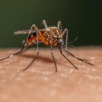 Mengenal Penyakit DBD: Apa Itu, Gejala, dan Cara Mencegahnya yang Efektif