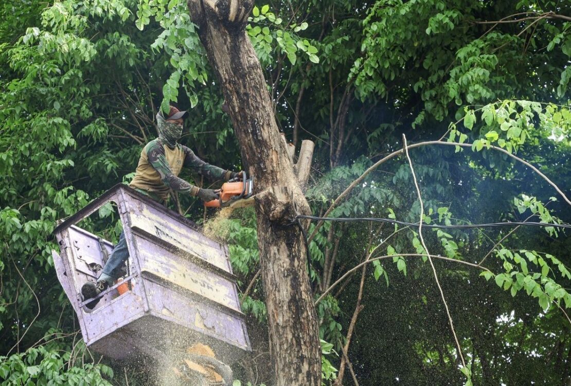 Surabaya Uji Coba Alat Pendeteksi Potensi Pohon Tumbang Hadapi Cuaca Ekstrem