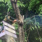 Surabaya Uji Coba Alat Pendeteksi Potensi Pohon Tumbang Hadapi Cuaca Ekstrem