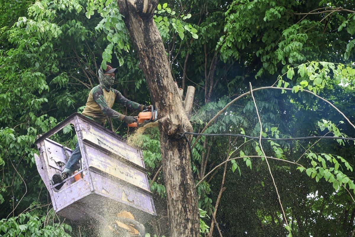 Surabaya Uji Coba Alat Pendeteksi Potensi Pohon Tumbang Hadapi Cuaca Ekstrem