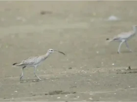 Ribuan Burung Migran dari Utara Singgah di Jawa Timur, Bukti Keajaiban Navigasi Alam