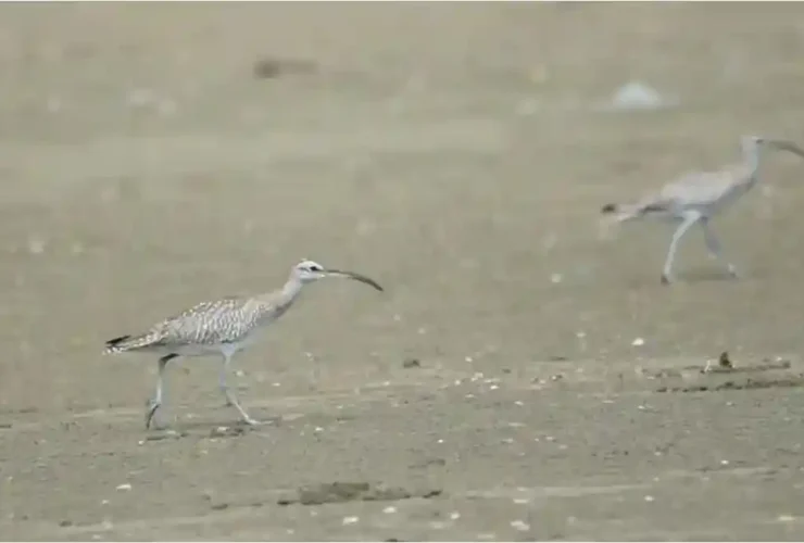 Ribuan Burung Migran dari Utara Singgah di Jawa Timur, Bukti Keajaiban Navigasi Alam