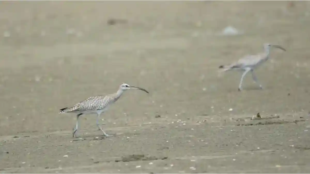 Ribuan Burung Migran dari Utara Singgah di Jawa Timur, Bukti Keajaiban Navigasi Alam