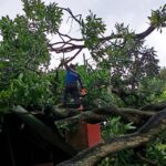 Pohon Tumbang Timpa Rumah Warga di Situbondo Akibat Cuaca Ekstrem