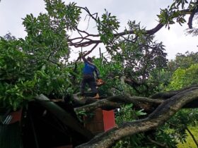 Pohon Tumbang Timpa Rumah Warga di Situbondo Akibat Cuaca Ekstrem