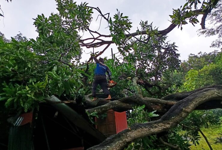 Pohon Tumbang Timpa Rumah Warga di Situbondo Akibat Cuaca Ekstrem