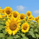 Arti Bunga Matahari: Makna, Filosofi, dan Pesona yang Menyala