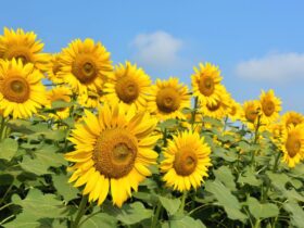 Arti Bunga Matahari: Makna, Filosofi, dan Pesona yang Menyala