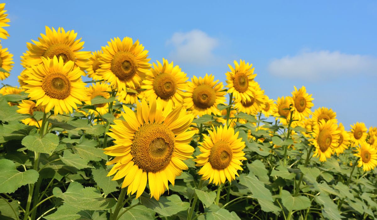 Arti Bunga Matahari: Makna, Filosofi, dan Pesona yang Menyala