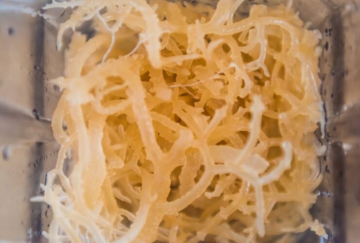 Manfaat Sea Moss: Superfood dari Laut yang Mengubah Hidup Anda