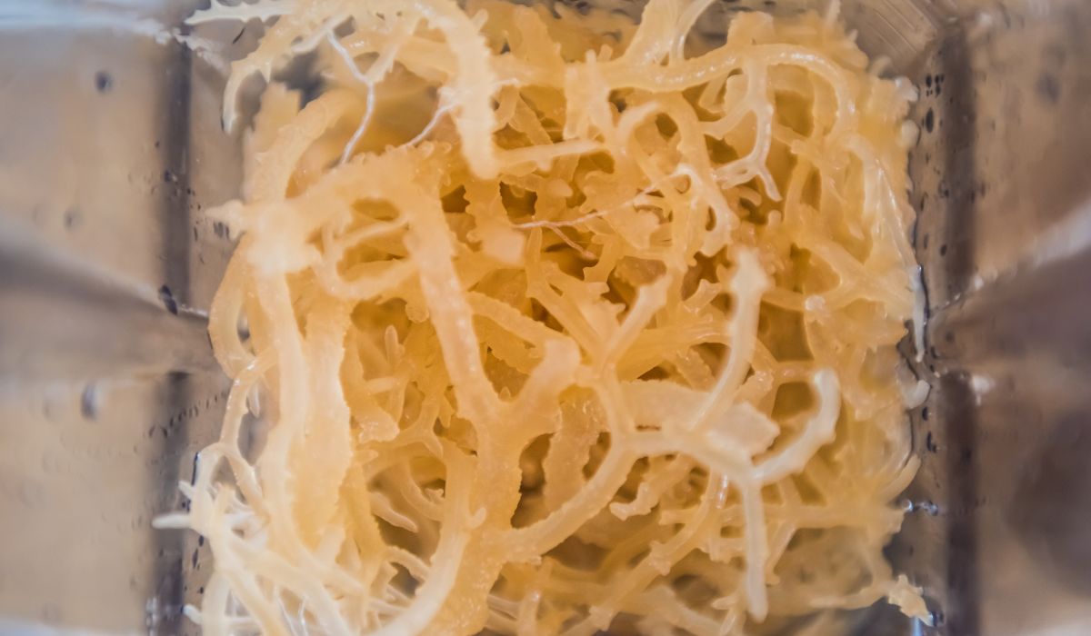 Manfaat Sea Moss: Superfood dari Laut yang Mengubah Hidup Anda