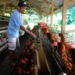 14 Ide Usaha Ternak di Kontrakan Kecil yang Cepat Balik Modal, Cocok untuk Pemula