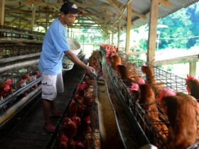 14 Ide Usaha Ternak di Kontrakan Kecil yang Cepat Balik Modal, Cocok untuk Pemula