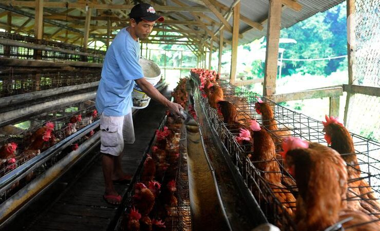 14 Ide Usaha Ternak di Kontrakan Kecil yang Cepat Balik Modal, Cocok untuk Pemula