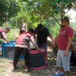 Gagal Ringkus Pelaku, Polisi Sita Belasan Motor saat Gebuk Judi Sabung Ayam