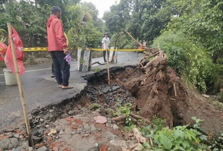 Hujan Disertai Angin Robohkan Pohon Trembesi, Bahu Jalan di Nganjuk Ambrol