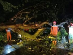 Pohon Tumbang di Nganjuk Tutup Jalan Raya, BPBD Imbau Warga Waspada Cuaca Ekstrem