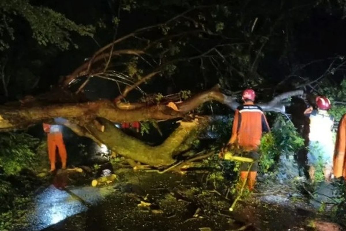 Pohon Tumbang di Nganjuk Tutup Jalan Raya, BPBD Imbau Warga Waspada Cuaca Ekstrem