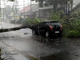 Pohon Tumbang Hantam Mobil dan Rumah di Blitar, Pengemudi Berhasil Selamat