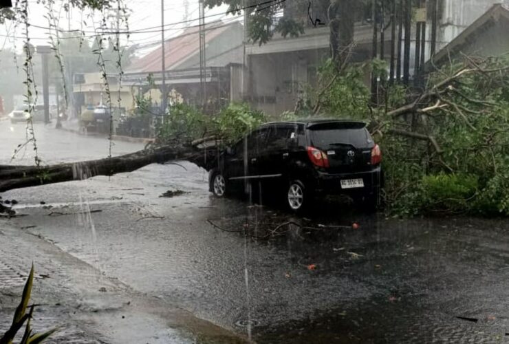 Pohon Tumbang Hantam Mobil dan Rumah di Blitar, Pengemudi Berhasil Selamat
