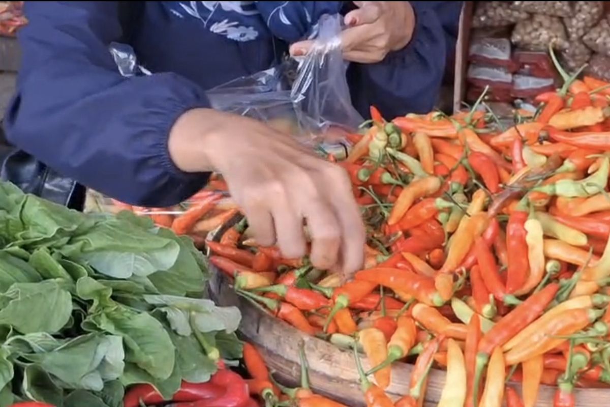 Harga Cabai Rawit di Pamekasan Tembus Rp112.000, Tertinggi se-Jawa Timur Jelang Ramadhan