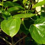 Manfaat Daun Sirih: Segudang Khasiat