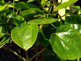 Manfaat Daun Sirih: Segudang Khasiat