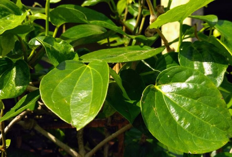 Manfaat Daun Sirih: Segudang Khasiat